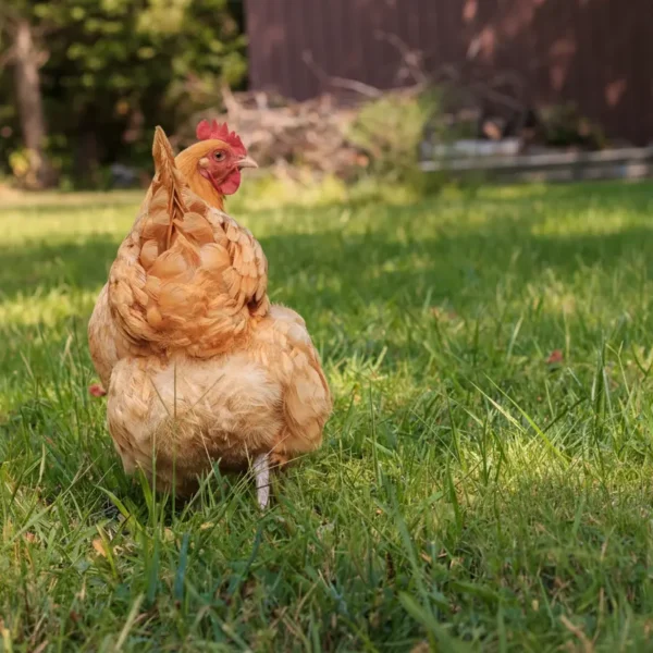 Pflicht oder nicht? Was jeder Hühnerhalter über die Anmeldung wissen muss