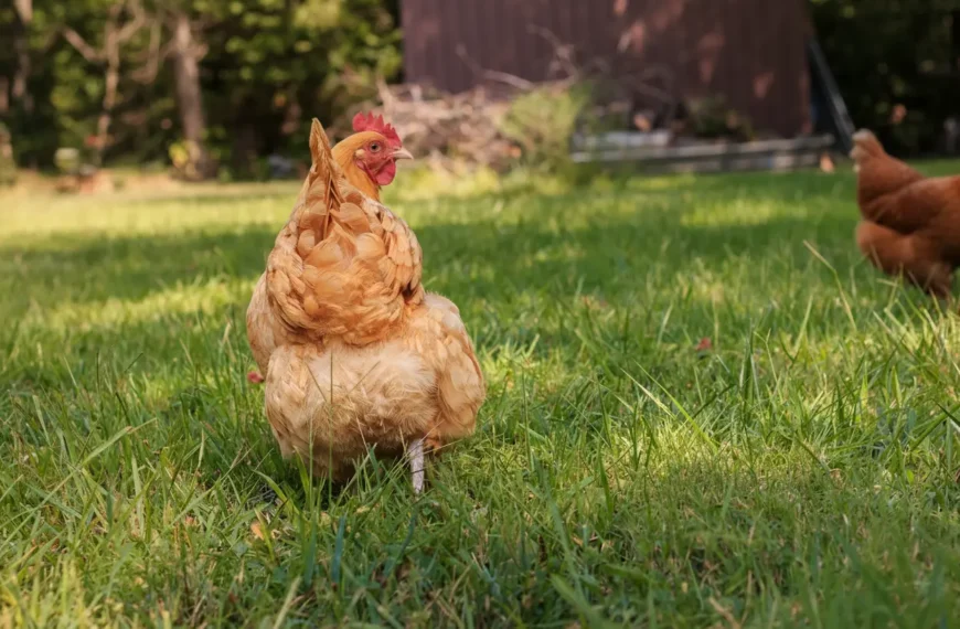 Pflicht oder nicht? Was jeder Hühnerhalter über die Anmeldung wissen muss